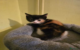 Mixed Breed cats for sale: Beautiful mixed breed female kitten  - Image 12