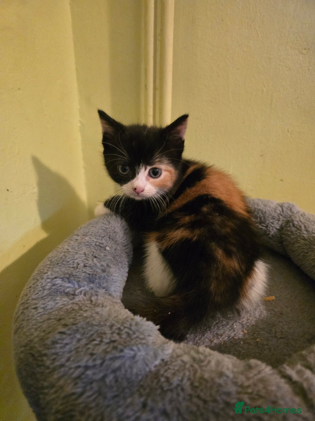 Mixed Breed cats for sale: Beautiful mixed breed female kitten  - Image 12