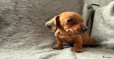 Miniature Dachshund dogs - Advert 5