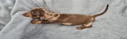 Miniature Dachshund dogs for sale: Gorgeous KC Reg, PRA Clear miniature dachshunds - Advert 14