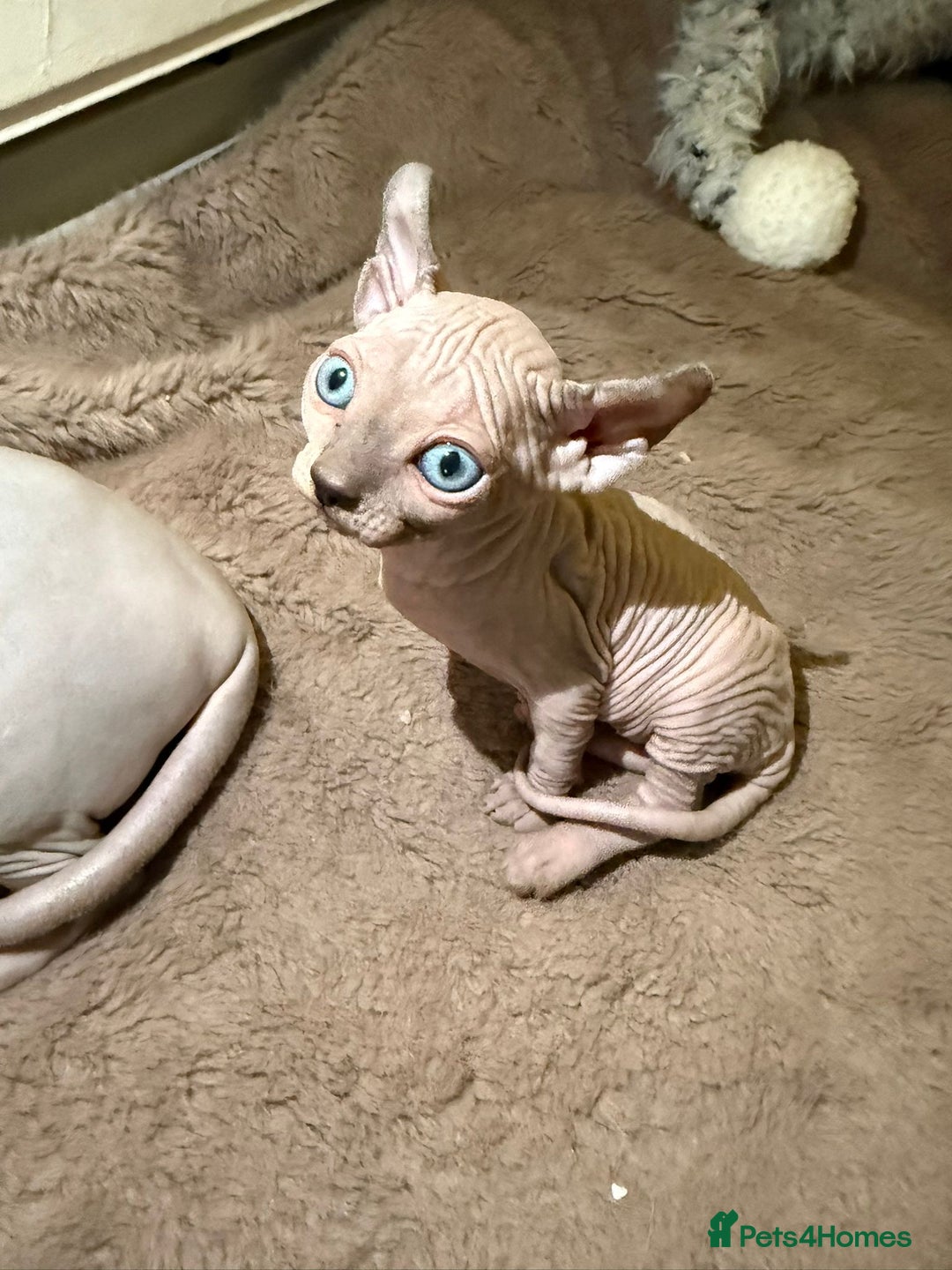 Sphynx cats for sale: Elf’s Sphinx kitten for sale - Advert 4