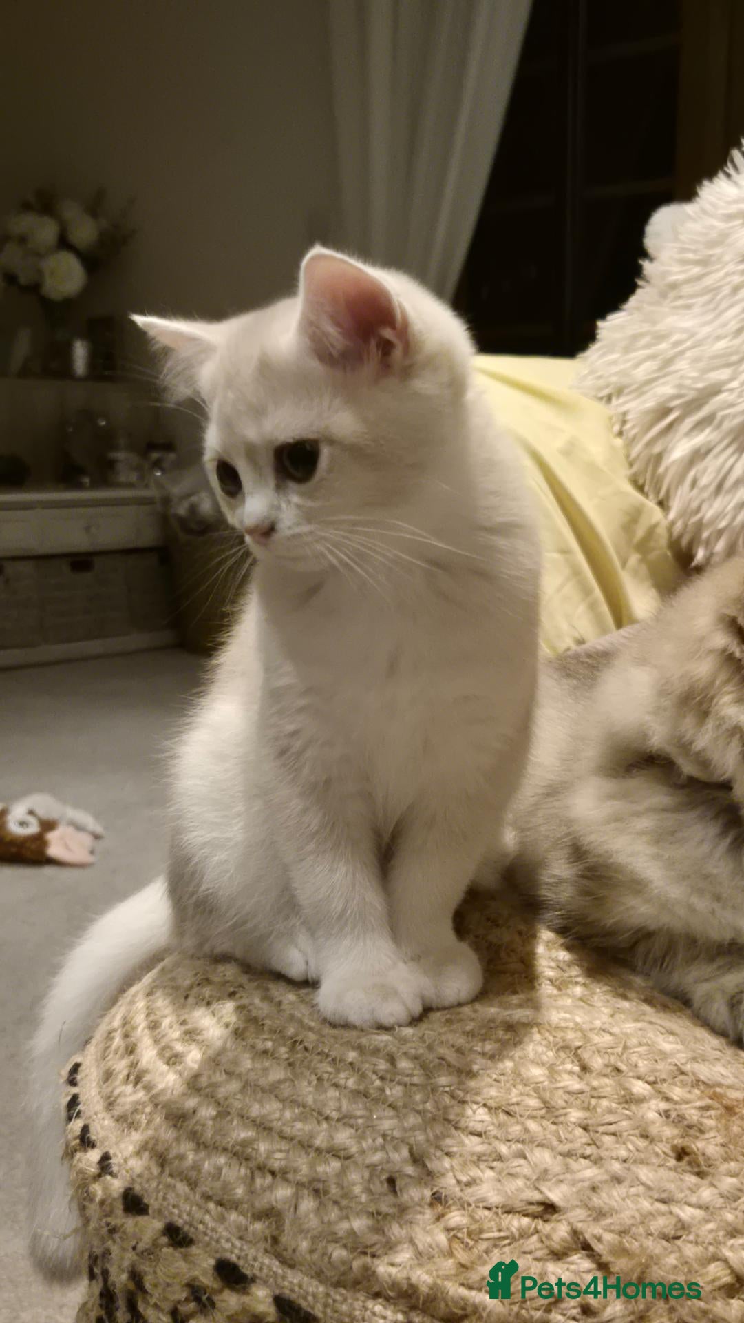 British Shorthair cats The Tik Tok Party kittens  - Advert 2
