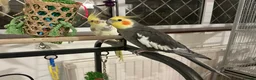 Cockatiels birds for sale: Bonded pair of cockatiels and cage - Advert 3