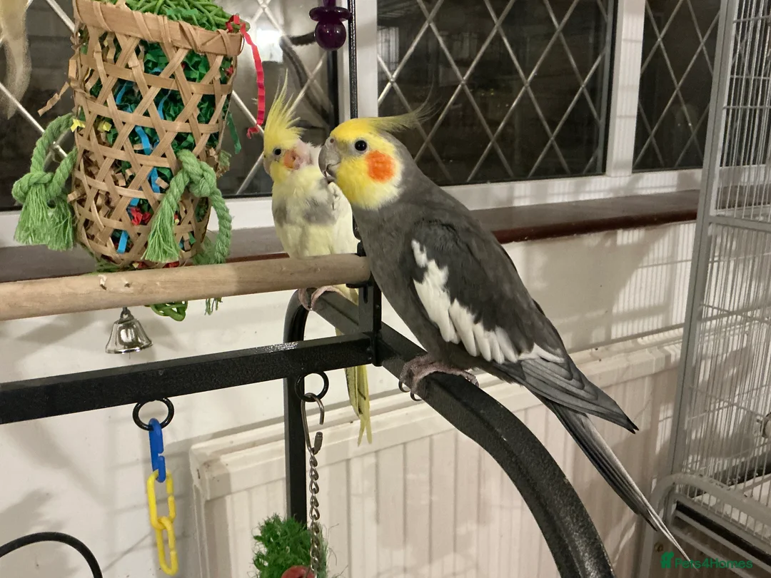 Cockatiels birds for sale: Bonded pair of cockatiels and cage - Advert 3