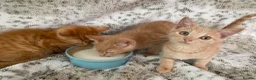 Mixed Breed cats for sale: Fluffy cream ginger girls  mixed with BSH kittens  - Advert 8