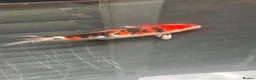 Koi Carp fish for sale: Koi carp  - Advert 5