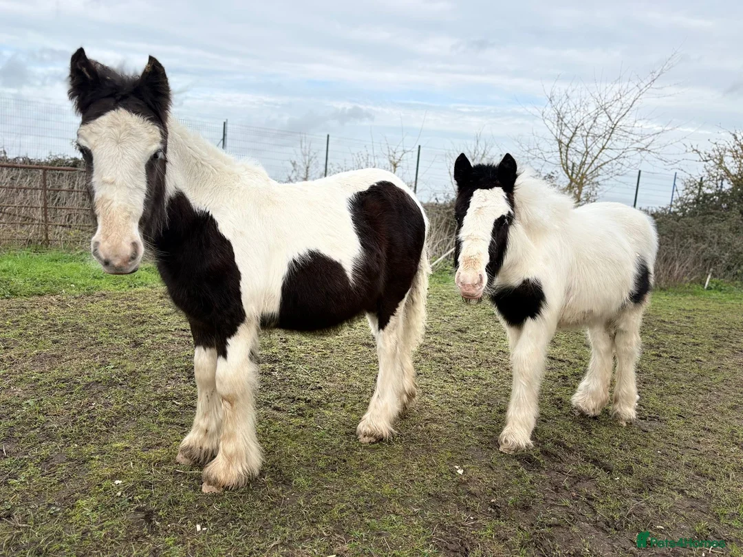 Other Breed horses for sale: 2mini cobs - Advert 2