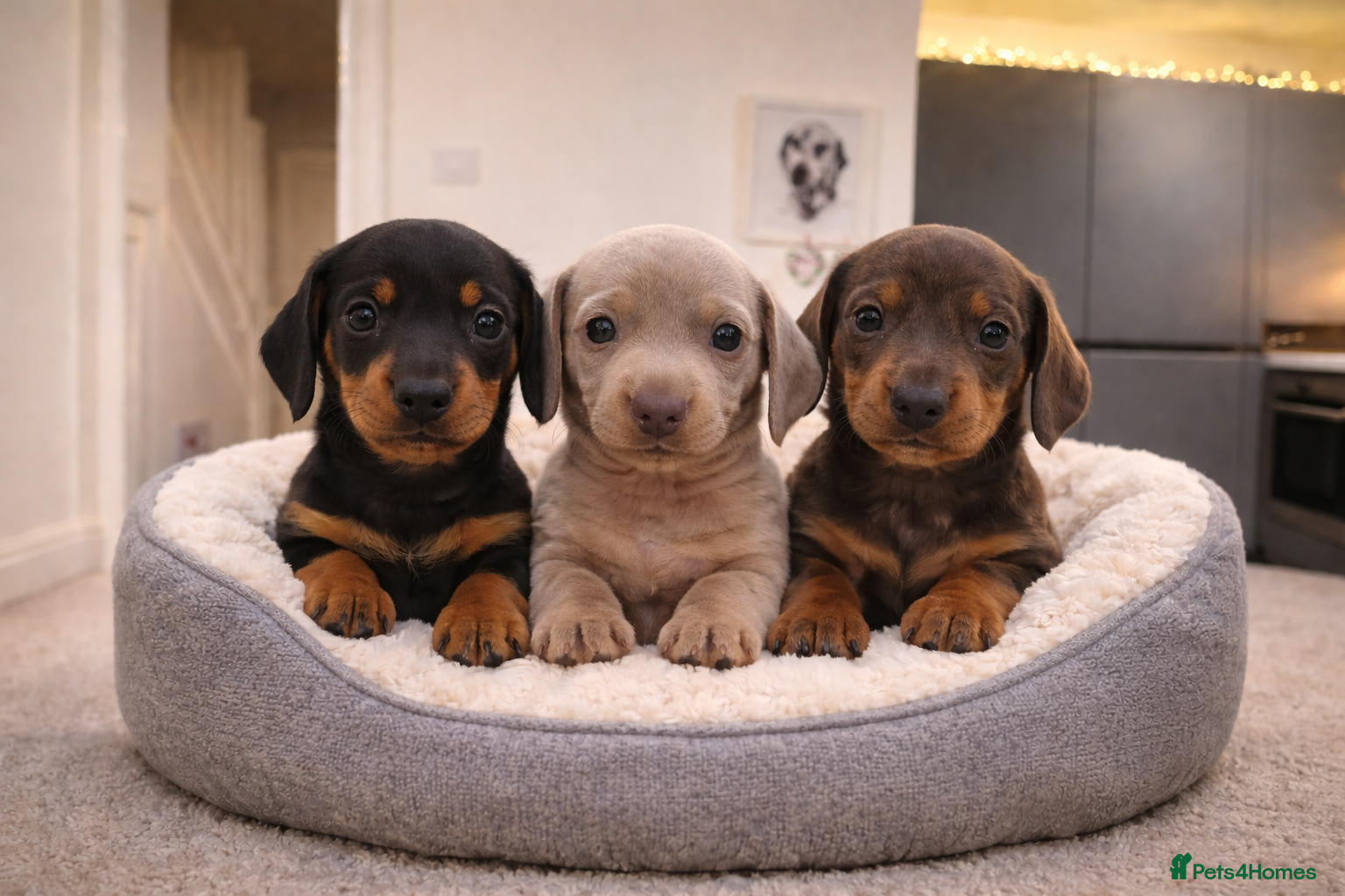 Miniature Dachshund dogs KC REGISTERED STUNNING MINATURE DACHSHUND PUPS❤️ - Advert 6