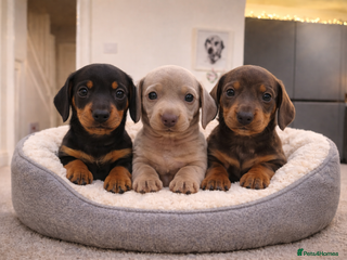 Miniature Dachshund dogs KC REGISTERED STUNNING MINATURE DACHSHUND PUPS❤️ - Advert 6