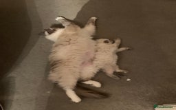 Ragdoll cats for sale: Stunning Ragdoll Kittens - Vax and chipped  - Image 5