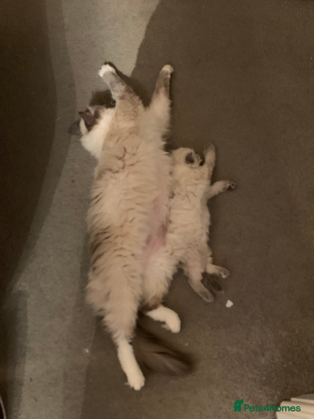 Ragdoll cats for sale: Stunning Ragdoll Kittens - Vax and chipped  - Image 5