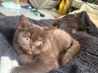 British Shorthair cats - Advert 9