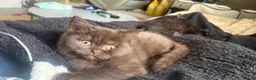British Shorthair cats for sale: GCCF Registered 5 Generation British Shorthair - Advert 1