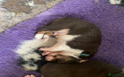 Border Collie dogs for sale: BorderCollie Pups: unique chocolate tri rough coat - Advert 21