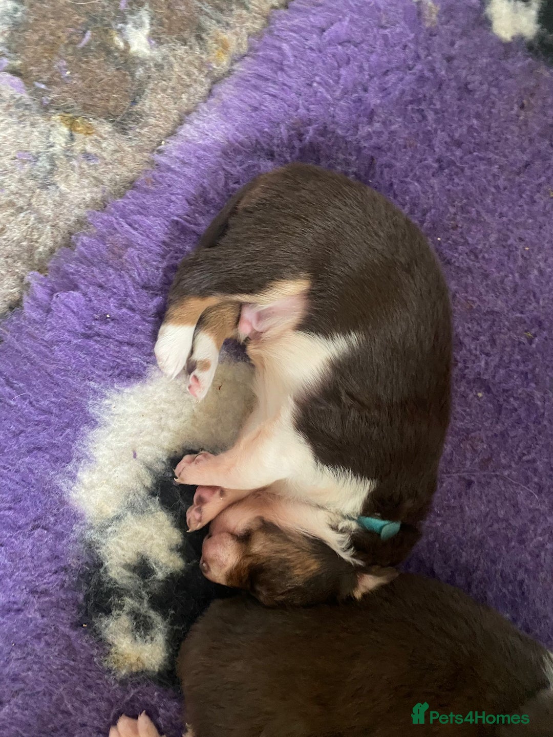 Border Collie dogs for sale: BorderCollie Pups: unique chocolate tri rough coat - Advert 21