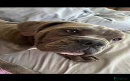 Dorset Olde Tyme Bulldogge dogs for sale: Olde thyme English bulldogge  in Middlesbrough - Image 10