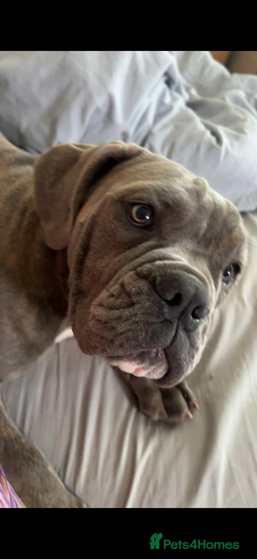 Dorset Olde Tyme Bulldogge dogs for sale: Olde thyme English bulldogge  in Middlesbrough - Image 10