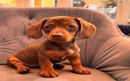Miniature Dachshund dogs for sale: BEAUTIFUL MINI DACHSHUND PUPPIES READY NOW - Image 6