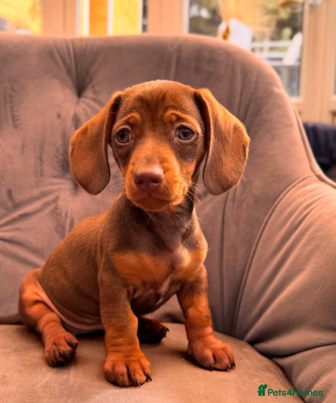 Miniature Dachshund dogs for sale: BEAUTIFUL MINI DACHSHUND PUPPIES READY NOW - Image 6