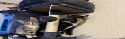 Mixed Breed cats for sale: Tabby’s  - Advert 1