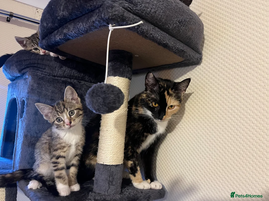 Mixed Breed cats for sale: Tabby’s  - Advert 1