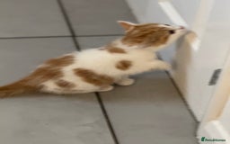 Mixed Breed cats for sale: Mixed breed Kittens  - Image 22