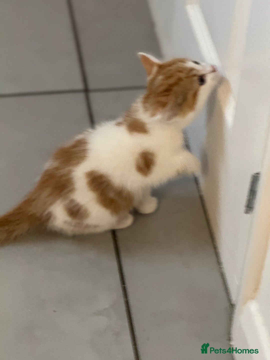 Mixed Breed cats for sale: Mixed breed Kittens  - Image 22