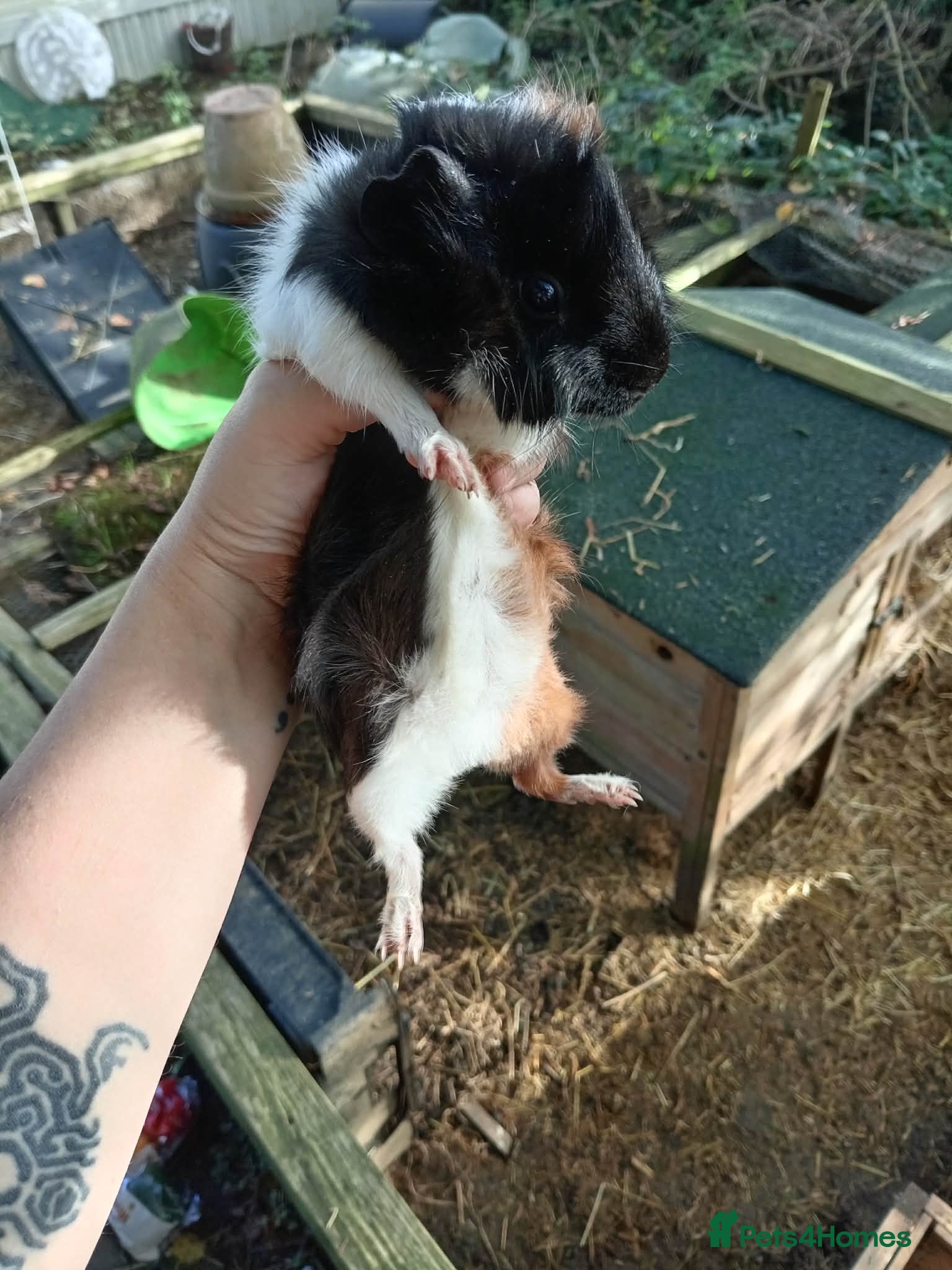 Guinea Pig rodents Female guinea piggies - 2 LEFT - Advert 15