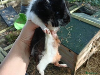 Guinea Pig rodents Female guinea piggies - 2 LEFT - Advert 15