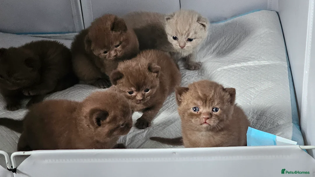 British Shorthair cats for sale: ✨ Stunning British Shorthair Kittens Available ✨ - Advert 1