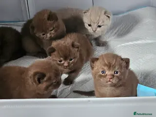 British Shorthair cats ✨ Stunning British Shorthair Kittens Available ✨ - Advert 1