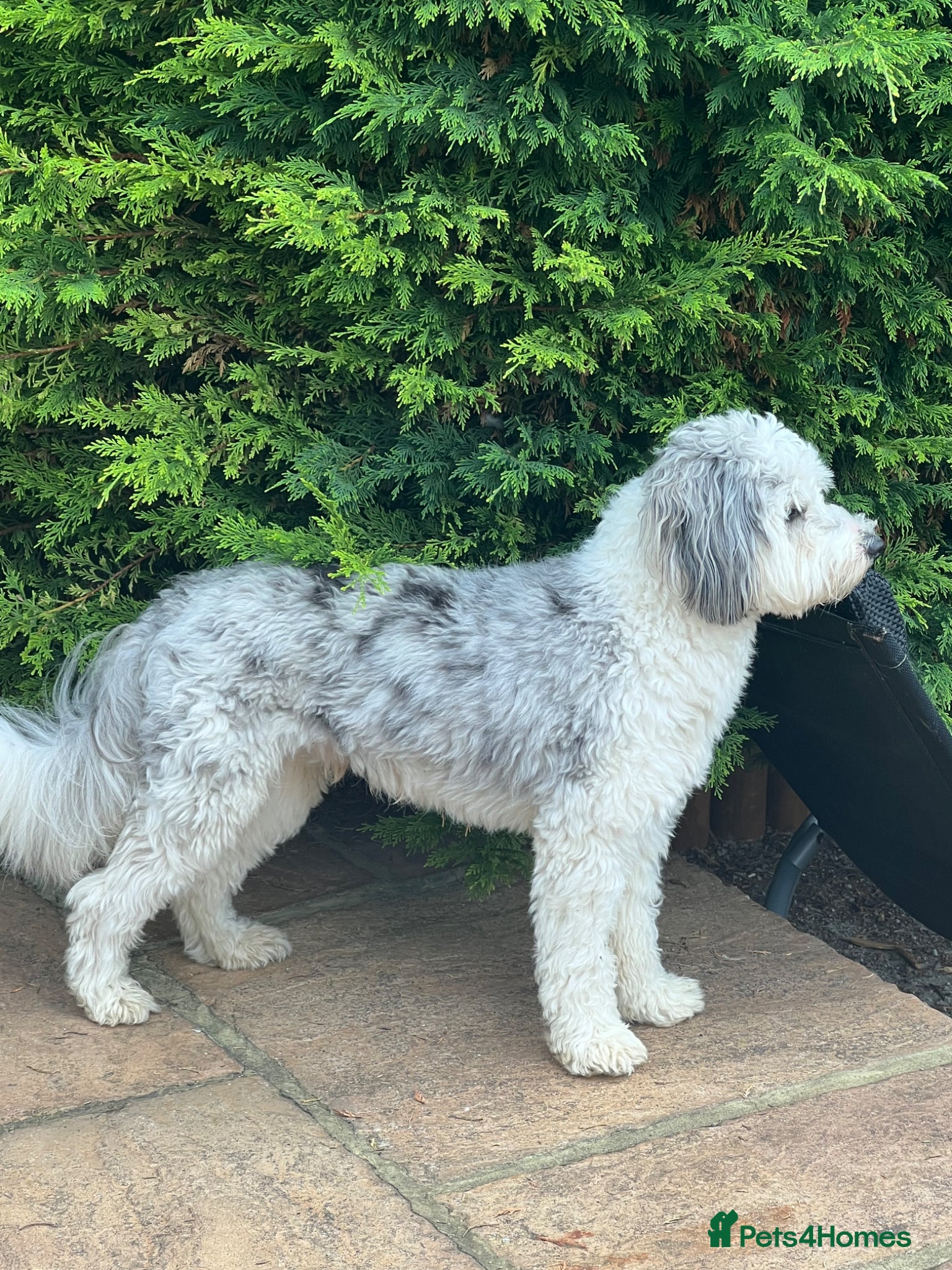 Mixed Breed dogs Poodle X Border Collie Stud - Advert 1