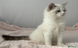 Ragdoll cats for sale: Playful Pedigree Ragdoll Kittens Available - Image 14