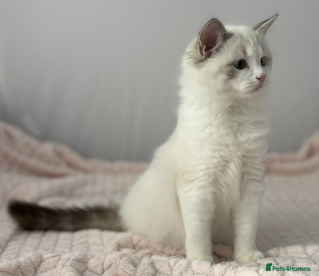 Ragdoll cats for sale: Playful Pedigree Ragdoll Kittens Available - Image 14