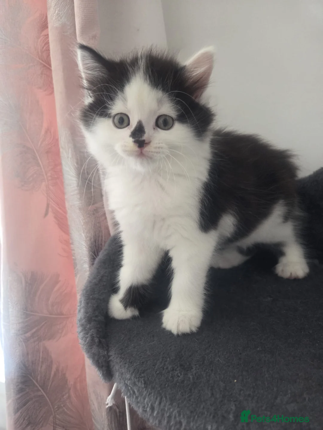 Persian cats for sale: 4 X doll faced Persian kittens cross  - Advert 2