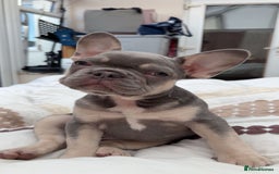 French Bulldog dogs for sale: 12 weeks. Finding a lovely home for our frenchie.  - Image 3