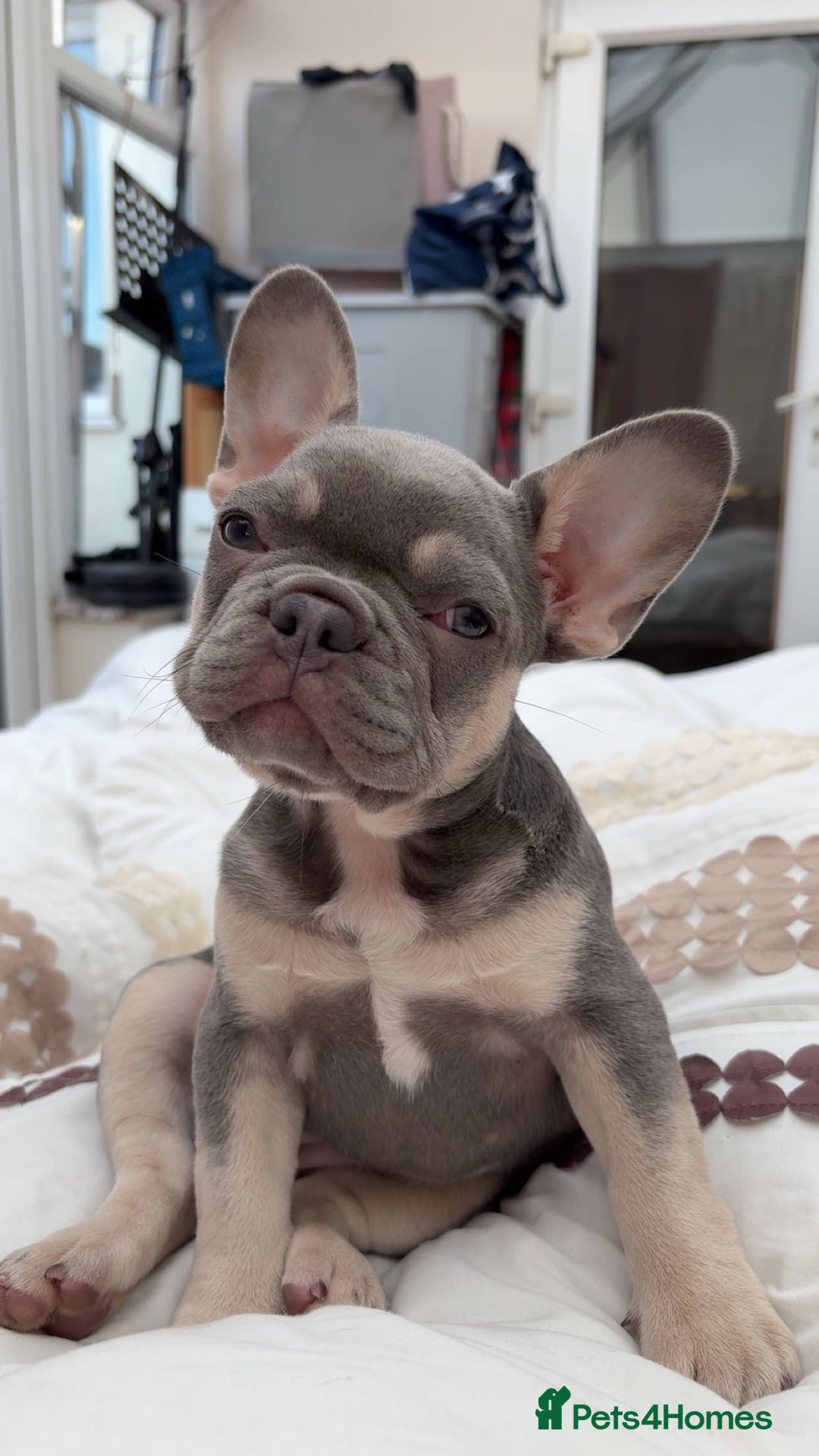 French Bulldog dogs for sale: 12 weeks. Finding a lovely home for our frenchie.  - Image 3