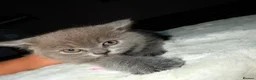 British Shorthair cats for sale: British shorthair blue  - Advert 7