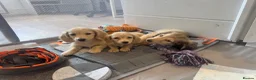 Miniature Dachshund dogs for sale: Long Haired Cream/Shaded Cream KC Mini Dachshunds  - Advert 7