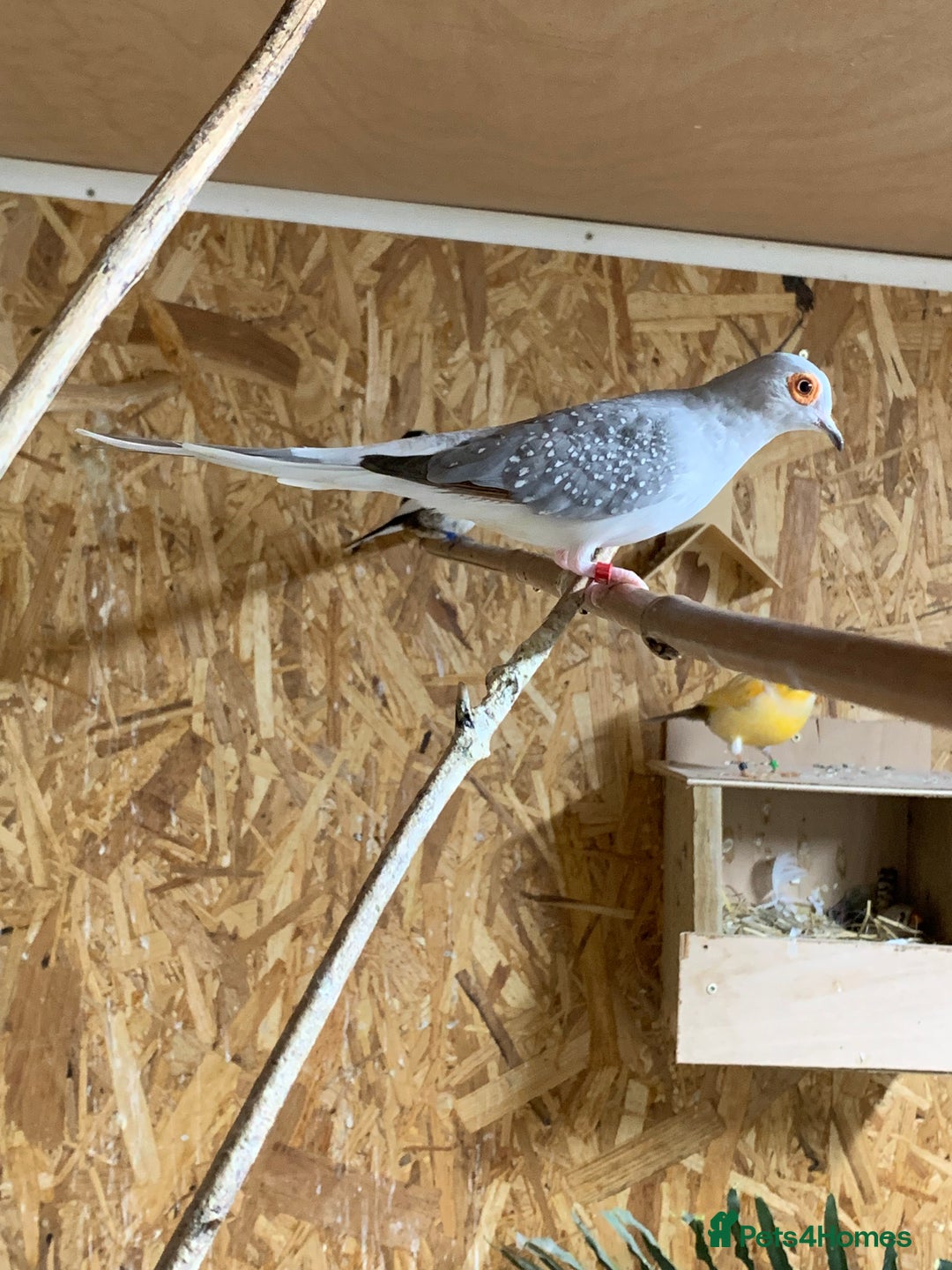 Finches birds for sale: Zebra finches male and female,male diamond dove - Image 10
