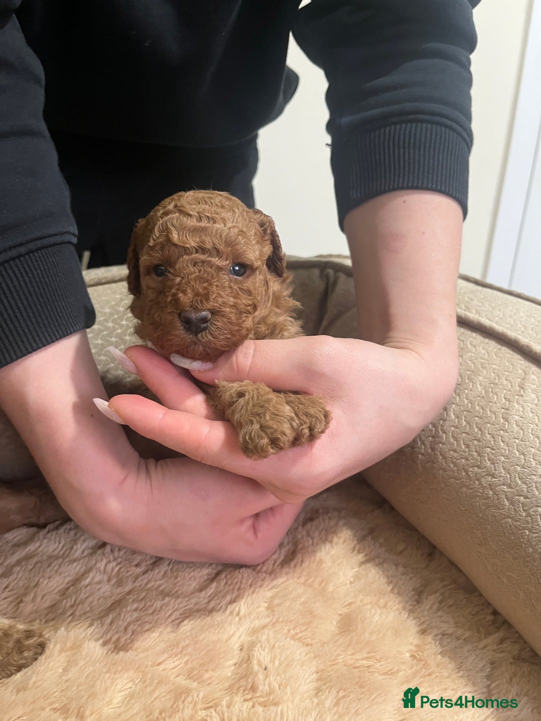 Toy Poodle dogs for sale: Pure toy poodle pups - Advert 15