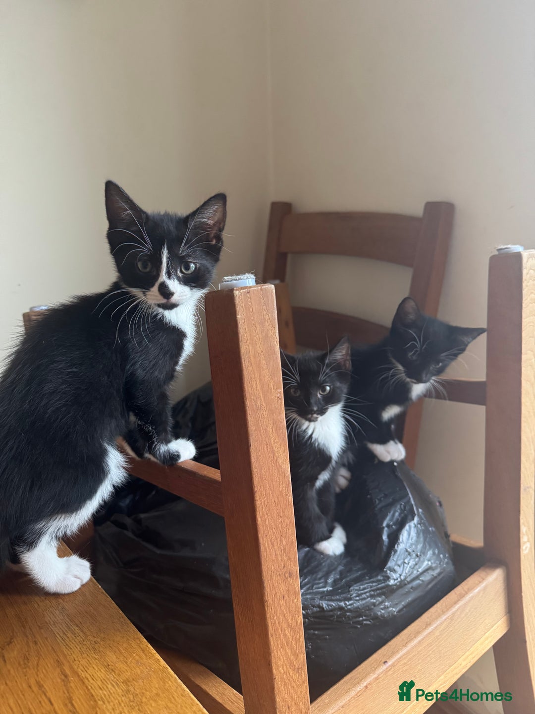 Mixed Breed cats for sale: Mixed kittens  - Image 8