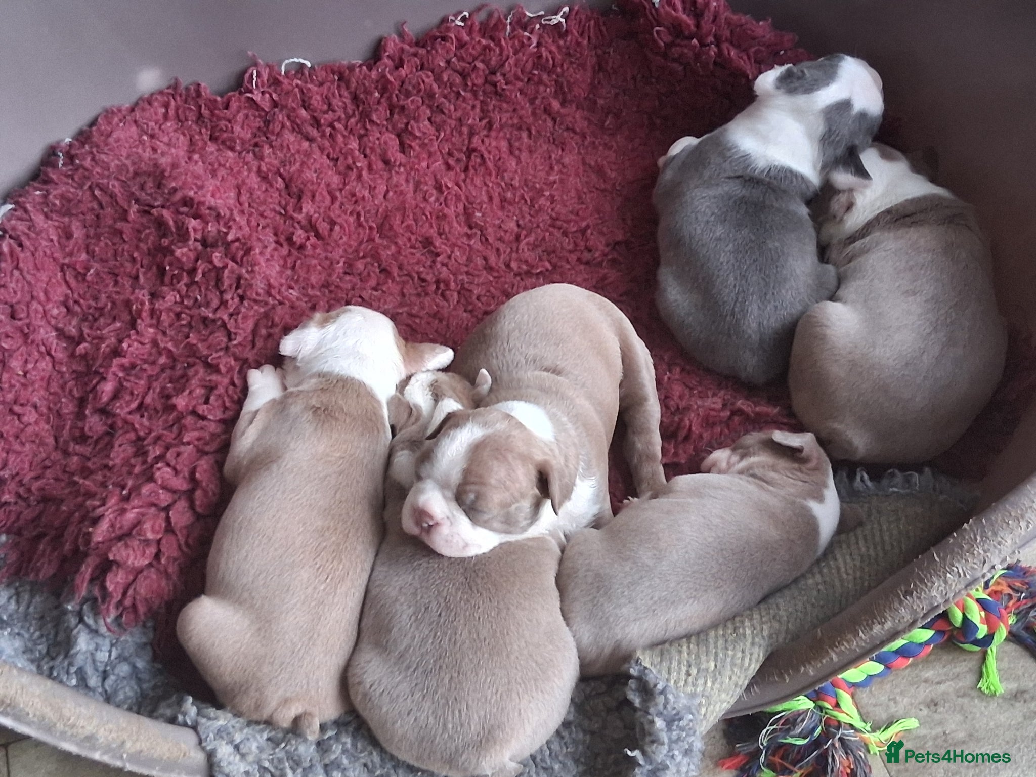 Boston Terrier dogs KC reg 2 girls 3 boys available  - Advert 1