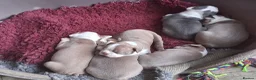 Boston Terrier dogs for sale: KC reg 2 girls 3 boys available  - Advert 4