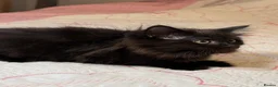 Mixed Breed cats for sale: Blacky and Stormy  in Luton - Advert 6