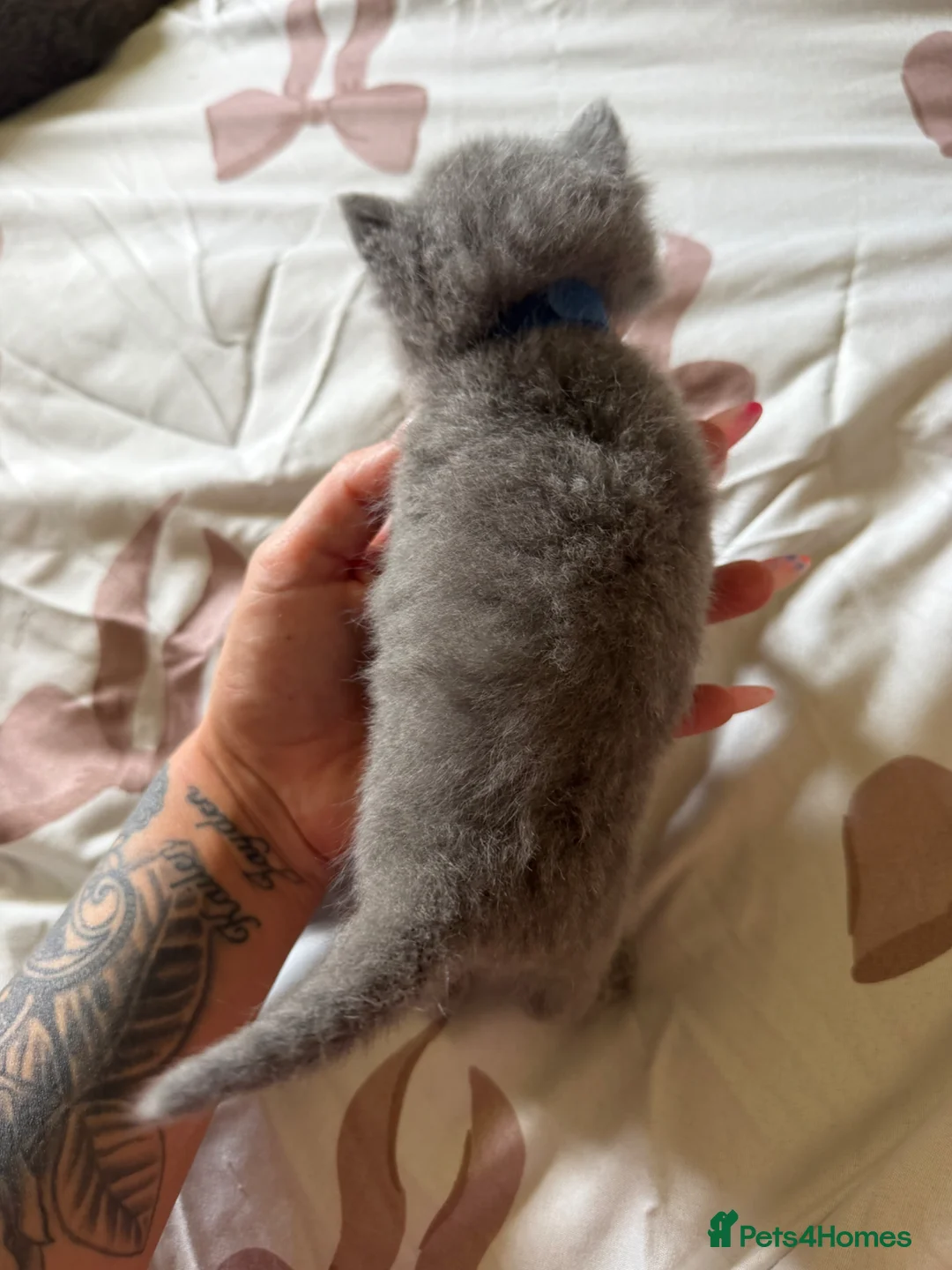 British Shorthair cats for sale: British blue Kittens  - Advert 2