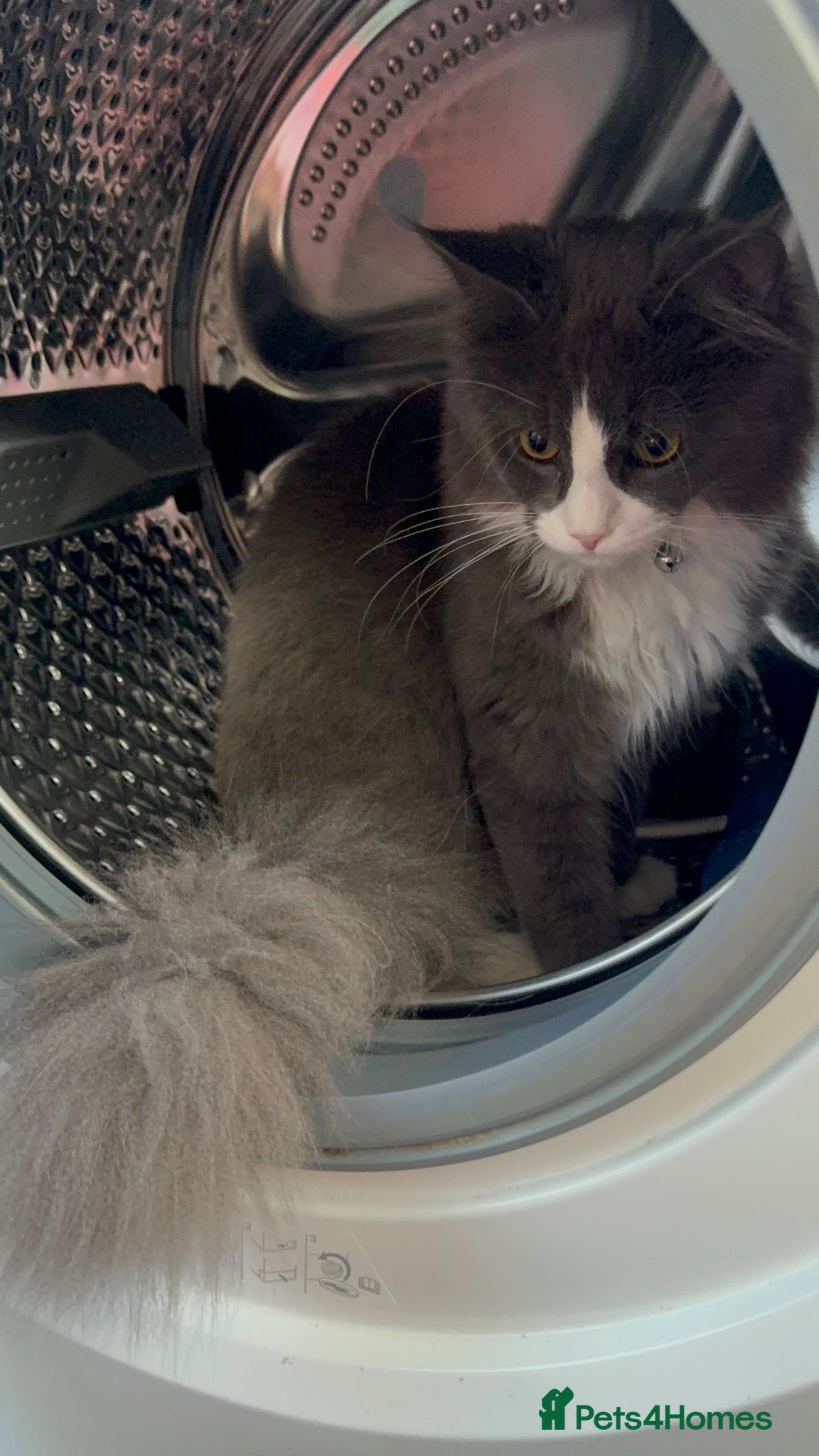 Maine Coon cats for sale: Sadly rehoming our lovely Maine Coon - Advert 13