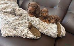 Dachshund dogs for sale: Dachshund puppies  - Image 5