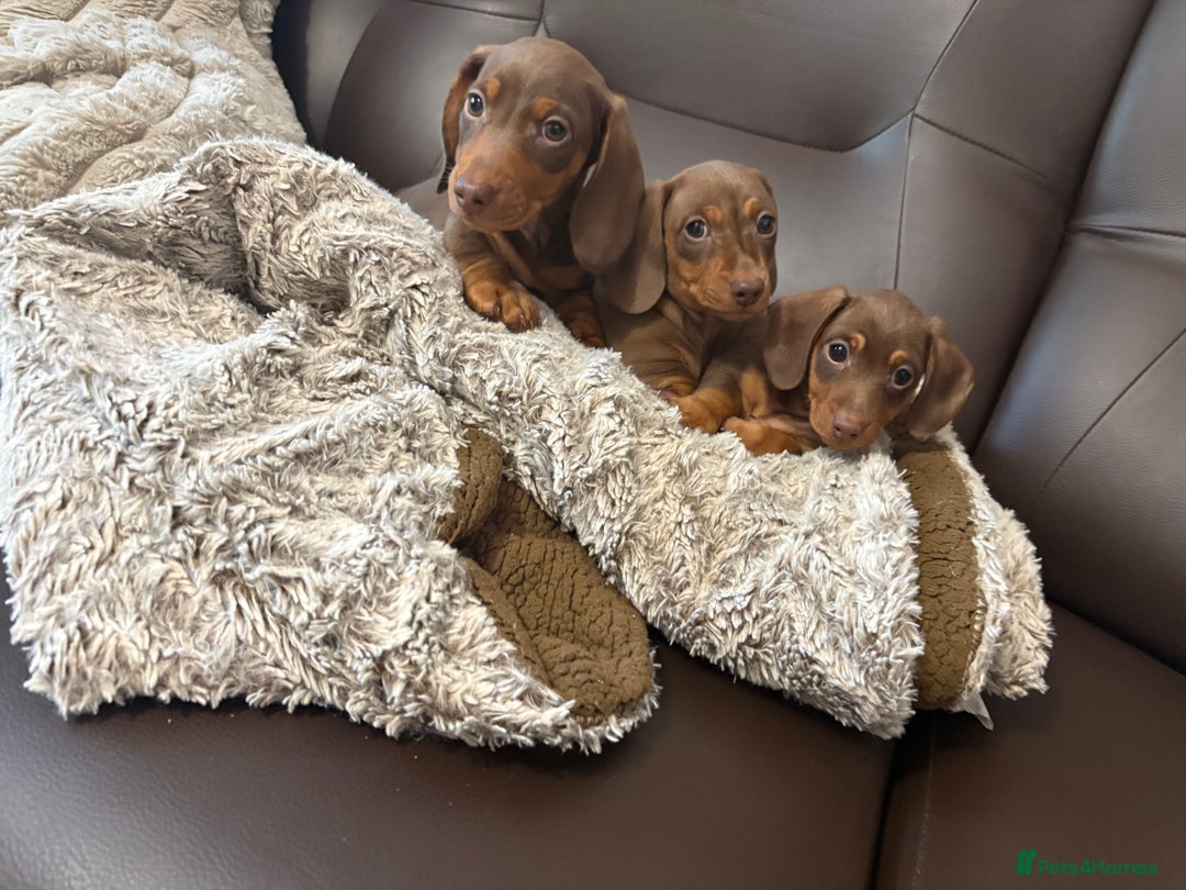 Dachshund dogs for sale: Dachshund puppies  - Image 5