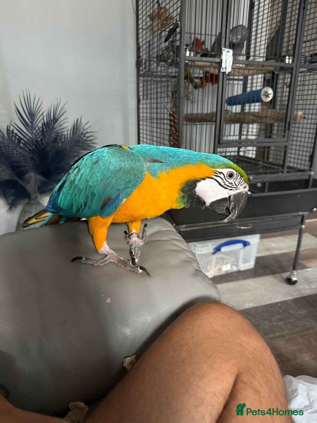 Macaws birds for sale: 2 Year Old Blue and Gold Macaw For Sale  - Advert 5